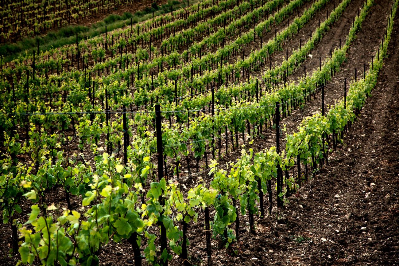 Pasticceria e Prodotti Tipici Artigianali Siciliani 3 vigneti primavera