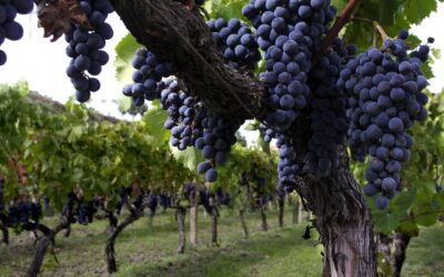 Tenuta REGALEALI - NOZZE D'ORO  - Vino Bianco Sauvignon - Made in Italy - immagine 2