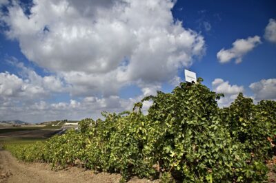 Cantina MILAZZO - FANCELLO - Sicilia I.G.T. - Rosso 2021 - 75 cl - Made in Italy - immagine 4