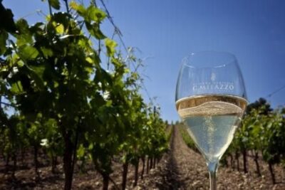 Cantina MILAZZO - Milazzo Classico - SPUMANTE METODO CLASSICO - BRUT - 75 cl - Made in Italy - immagine 4