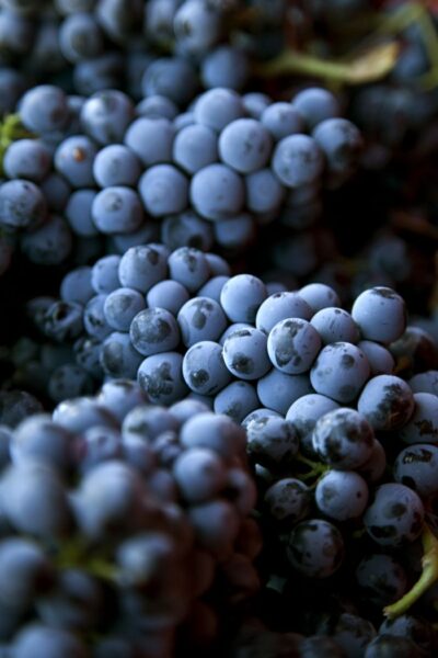 Cantina MILAZZO - FANCELLO - Sicilia I.G.T. - Rosso 2021 - 75 cl - Made in Italy - immagine 5